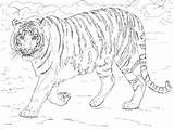 Coloring Tiger Pages Bengal Tigers Printable Adults Animals Drawing Malayan Print Realistic Adult Cute Supercoloring Colorings Tigre Coloriage Color Du sketch template