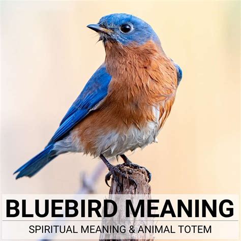bluebird meaning  full guide  understanding bluebird symbolism blue bird blue bird