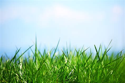 photo green grass backdrop isolated summer   jooinn