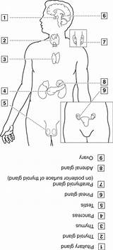 Endocrine Glands sketch template