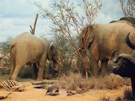 african bush elephants  largest land animal alive today flickr