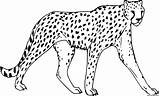 Guepard Felins Jungle Guépard Cheetah Gratuit Coloriages Fo Imprimé sketch template
