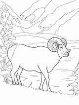Argali Kolorowanka Dzika Owca Supercoloring Mammals Mouflon Muflon Kolorowanki Kaynak Kategorii Coloringhome sketch template