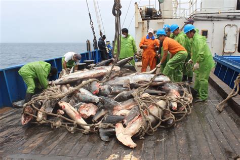 illegal fishing  latin american marine sanctuaries fullavantenews