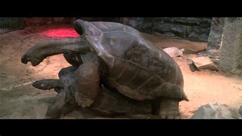 geluid aan parende aldabra reuzenschildpadden  artis februari  youtube