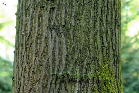 bild roteiche lat quercus rubra stamm find das bildde