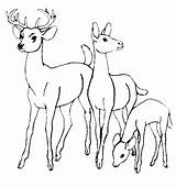 Deer Coloring Family Stream Pages Drawing Deers Baby Color Fawn Draw Pants Line Getdrawings Animal Printable Designlooter Blacktail Sheets Kids sketch template