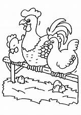 Coloring Rooster Chickens Chicken Large sketch template