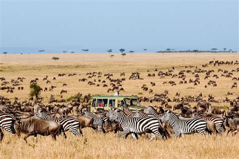 design  serengeti safari  timbuktu travel