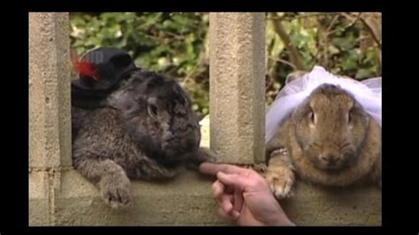 bunnies get married in lavish ceremony in england video is aww dorable