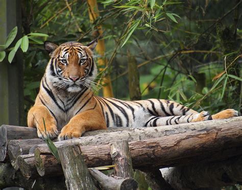 golocalprov  bronx zoo tiger tests positive  coronavirus