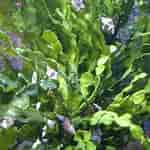 Afbeeldingsresultaten voor "halimeda Opuntia". Grootte: 150 x 150. Bron: exofauna.com