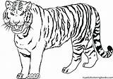Coloring Tigers Detroit Pages Getcolorings sketch template