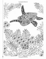 Coloring Turtle Choose Board Colouring Pages Color Adult sketch template
