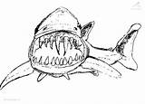 Coloring Pages Shark Kids Library Clipart sketch template