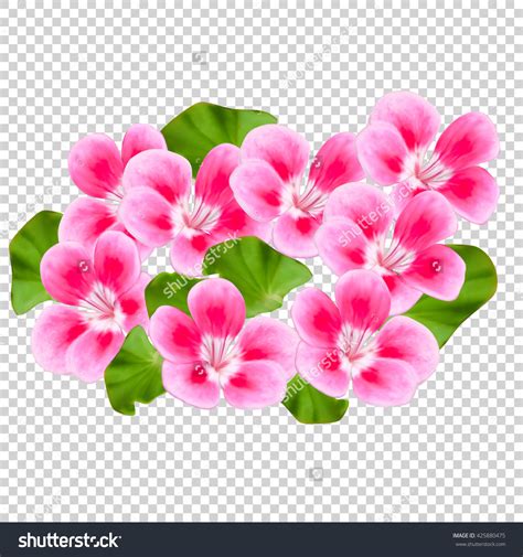 flowers  background px image