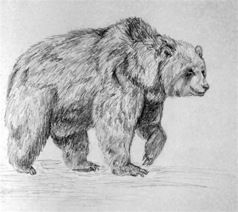 items similar  grizzly bear pencil drawing print  etsy