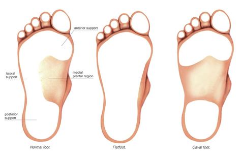 foot anatomy image