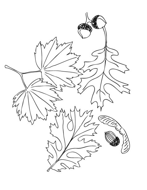 thanksgiving  fall coloring pages   takes