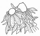 Coneflower Echinacea Debbiedesigns Typepad sketch template