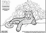 Leopard Coloring Pages Snow Baby Clouded Template Getcolorings Amur Printable Color sketch template