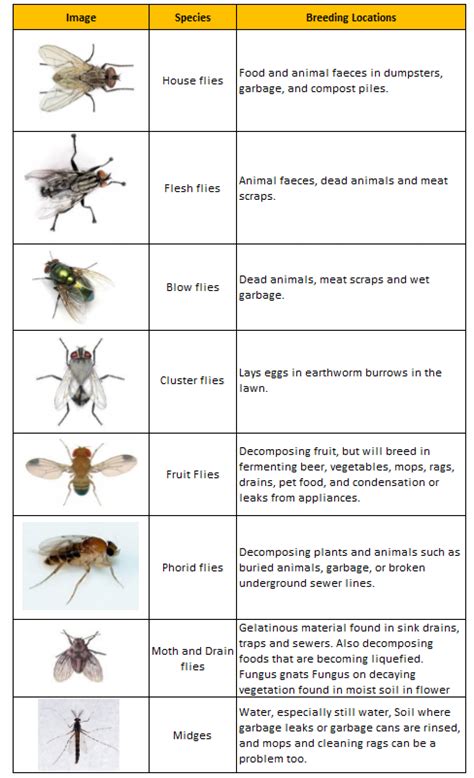 Different Types On Flies Commonly Found In Homes Visual Ly