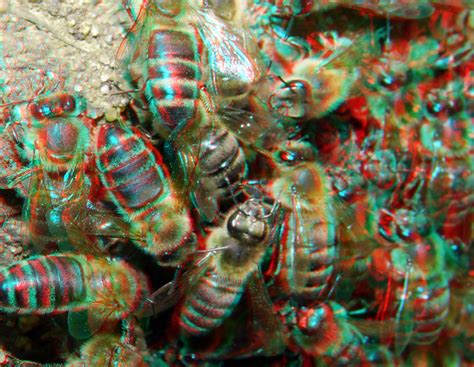 bees arboretum trompenburg rotterdam 3d anaglyph stereo re… flickr