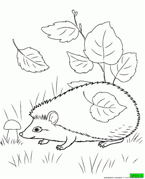 autumn animals  colour fun coloring page