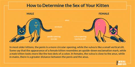 Sexing Kittens How To Determine The Sex Of Your Kitten All About Cats