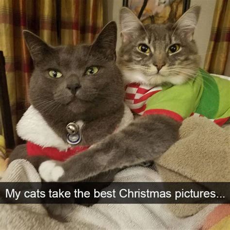 cats make the best snapchats ever 30 pics