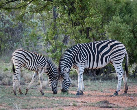 stunning zebras senalala safari lodge kruger national park south