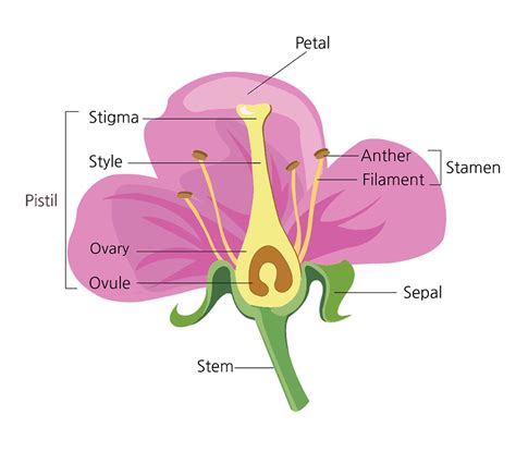 parts   flower   functions  diagram treescom parts   flower diagram