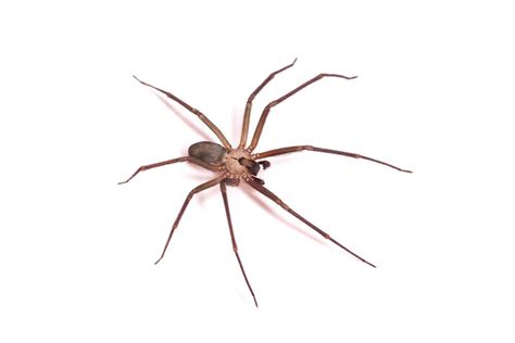 st death   recluse spider bite reported  europe  science