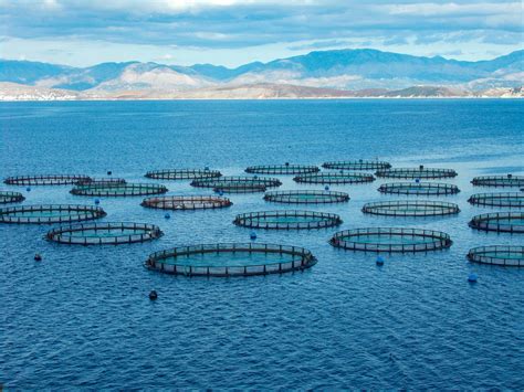 cage aquaculture aquabiotech group