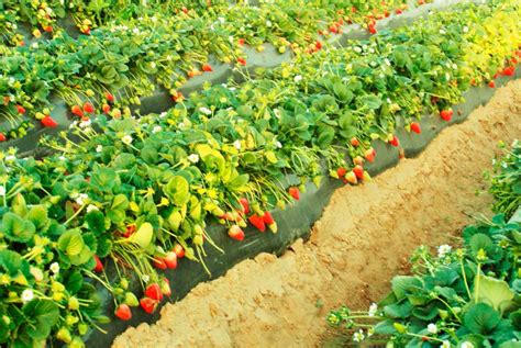 la fresa es  cultivo rentable   proyeccion en el exterior