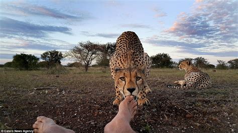 Cheetah Licks Photographer’s Feet In Mashatu Game Reserve