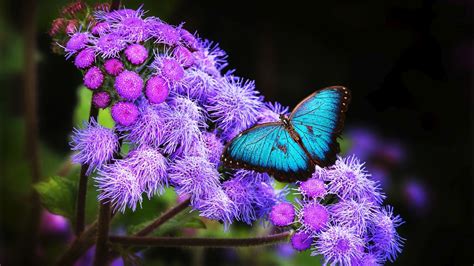 blue butterfly  sitting  purple flowers hd butterfly wallpapers