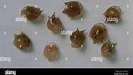 Afbeeldingsresultaten voor "cavolinia uncinata pulsatapusilla Pulsatoides". Grootte: 187 x 106. Bron: www.alamy.com
