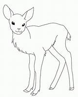 Deer Coloring Pages Printable Baby Line Kids Whitetail Color Drawing Head Buck Doe Tailed Outline Female Adult Print Sheets Animal sketch template