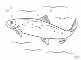 Salmon Coloring Atlantic Pages Printable Drawing Fish Pacific Sea Drawings sketch template