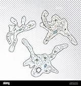 Amoeba Protozoa Proteus Unicellular sketch template