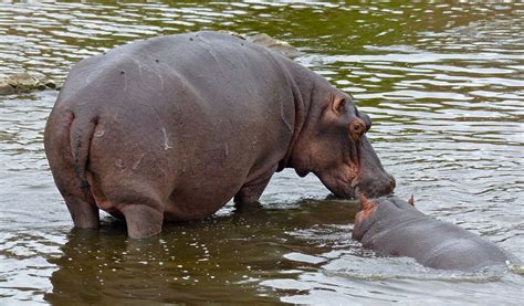 common hippopotamus facts information habitat