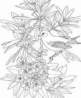 Goldfinch Coloringhome Adults Idaho Rhododendron Willow Rhode Designlooter sketch template