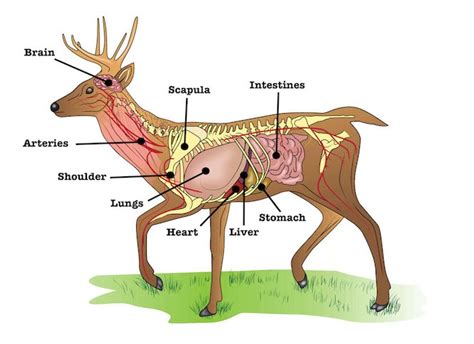 whitetail deer anatomy guide   shoot