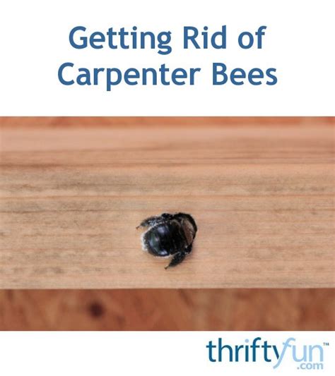 getting rid of carpenter bees thriftyfun