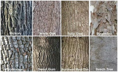 tree bark tree bark identification pinterest trees