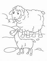 Sheep Coloring Lamb Mother Pages Its Kids sketch template