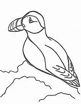 Puffin Coloring Pages Cliparts Drawing Kangaroo Color Kids Clipart Sheet Animals Getdrawings sketch template