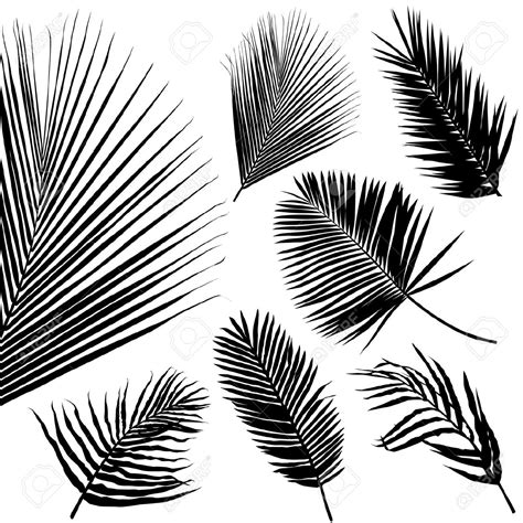 palm tree leaves drawing  getdrawings