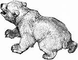 Bear Coloring Pages Bears sketch template